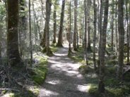 Lord of the Rings trees on the Kepler Track